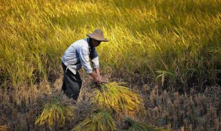 关于丰收的句子 关于丰收的句子推荐