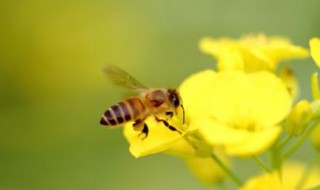 蜜蜂怎么过冬 蜜蜂如何过冬