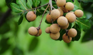 描写桂圆的外貌句子 描写桂圆的外貌句子列述