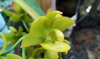 空谷幽兰的意思 空谷幽兰的意思是什么