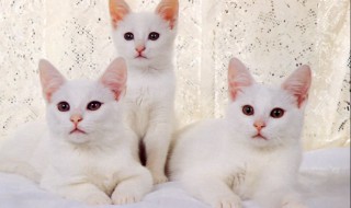 怎么养小猫 养小猫的方法