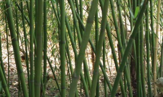 竹子种植的方法 竹子种植的好方法