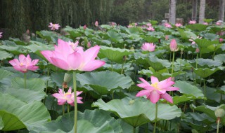 荷花怎么种植 莲花怎么种