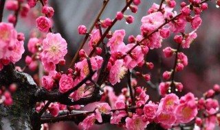 遥知不是雪的意思 遥知不是雪的原文