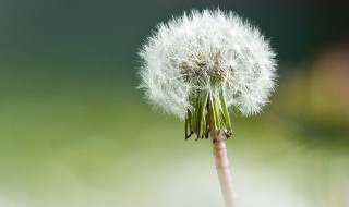 有关蒲公英的简短说说 有关蒲公英的简短说说推荐