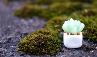 关于多肉的精美句子 关于多肉的精美句子集锦