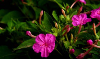 夜来香什么季节开花 夜来香开花季节