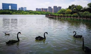 厦门五缘湾湿地公园有什么好玩的 厦门五缘湾湿地公园介绍