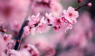 古人对梅花的美称 梅花的相关知识