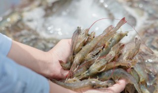 保存对虾技巧 如何存放虾好