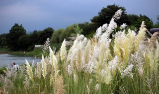 芦苇开花时间 芦苇什么时候开花