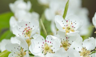 有关梨花的诗句 有关梨花的诗句推荐