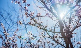 梅花是什么季节开的 梅花开花的季节