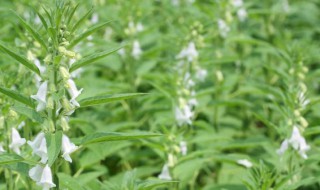 芝麻开花节节高是什么意思 芝麻开花节节高如何理解呢