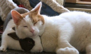 猫的特征和特点 猫的主要特征和特点你知道哪些?