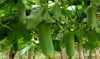 丝瓜的保鲜方法 丝瓜的保鲜方法推荐
