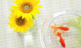 观赏鱼打理方法 如何养观赏鱼