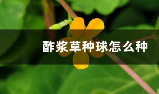 酢浆草花球种植方法 酢浆草种球种植方法