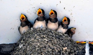 旧巢共是衔泥燕飞上枝头变凤凰是什么意思 旧巢共是衔泥燕飞上枝头变凤凰的含义