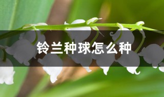 铃兰种球怎么种 铃兰种球的种植方法