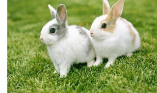 家里适合养些什么宠物？ 这几个宠物推荐给你