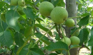 核桃定植方法 核桃如何定植