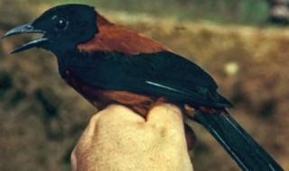 饮鸩止渴的鸩是毒鸟还是毒果 饮鸩止渴的鸩是毒鸟吗