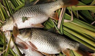 禾花鱼是什么鱼 禾花鱼介绍