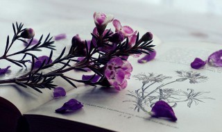 野旷天低树江清月近人野的意思 野旷天低树江清月近人野的解释