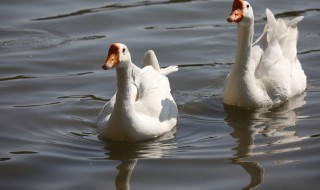 固始鹅块的做法 固始鹅块的做法步骤