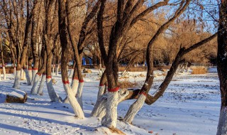 下雪了可以玩哪一些游戏? 4个游戏介绍给你