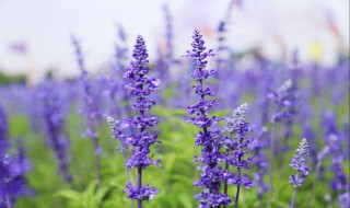 lavender是什么单词 lavender单词的介绍