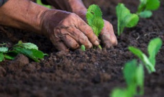 植物的播种方法都有什么 植物的播种方法介绍