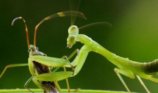 昆虫记螳螂的外形和生活特征 螳螂的外形和生活特征介绍