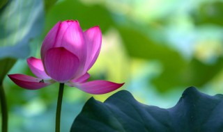 荷花的好处作文500字 关于荷花的优点作文