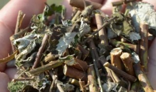 茅莓的功效与作用 茅莓的功效与作用是什么