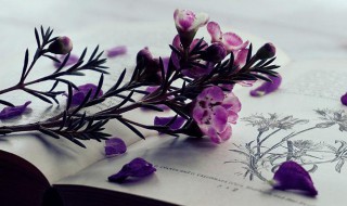 小蒜苗的成长记录作文 小蒜苗的成长记录作文怎么写