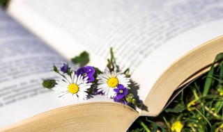 纲组词 纲怎么组词