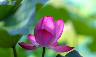 映日荷花别样红什么意思 映日荷花别样红指什么