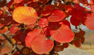 秋的拼音 秋的拼音是什么