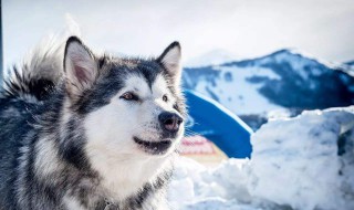 阿拉斯加长什么样 阿拉斯加雪橇犬的性格如何