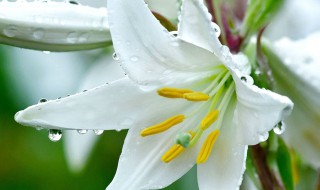 百合花养殖方法和注意事项 需要注意这些