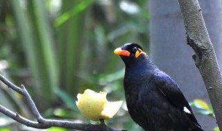 如何训练八哥鸟放飞 训练八哥鸟的要点