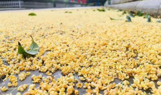 桂花雨课文原文 五年级上册桂花雨课文原文