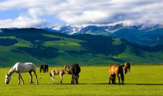 描写风吹过草原的句子 描写风吹过草原的句子精选