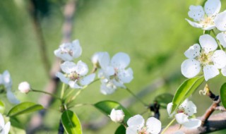 立春节气介绍 立春简介