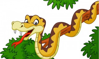 关于饲养宠物蛇的八个注意事项（养宠物蛇需要准备的东西）