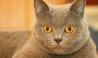 猫咪喝水沾下巴怎么解决 长毛猫喝水打湿下巴怎么办