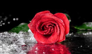 关于写花拟人句的句子(描写花的拟人句子有哪些)