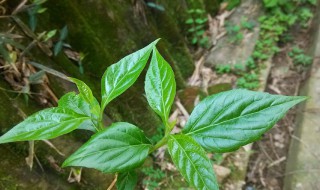 银子菜学名叫什么 银菜的学名是什么